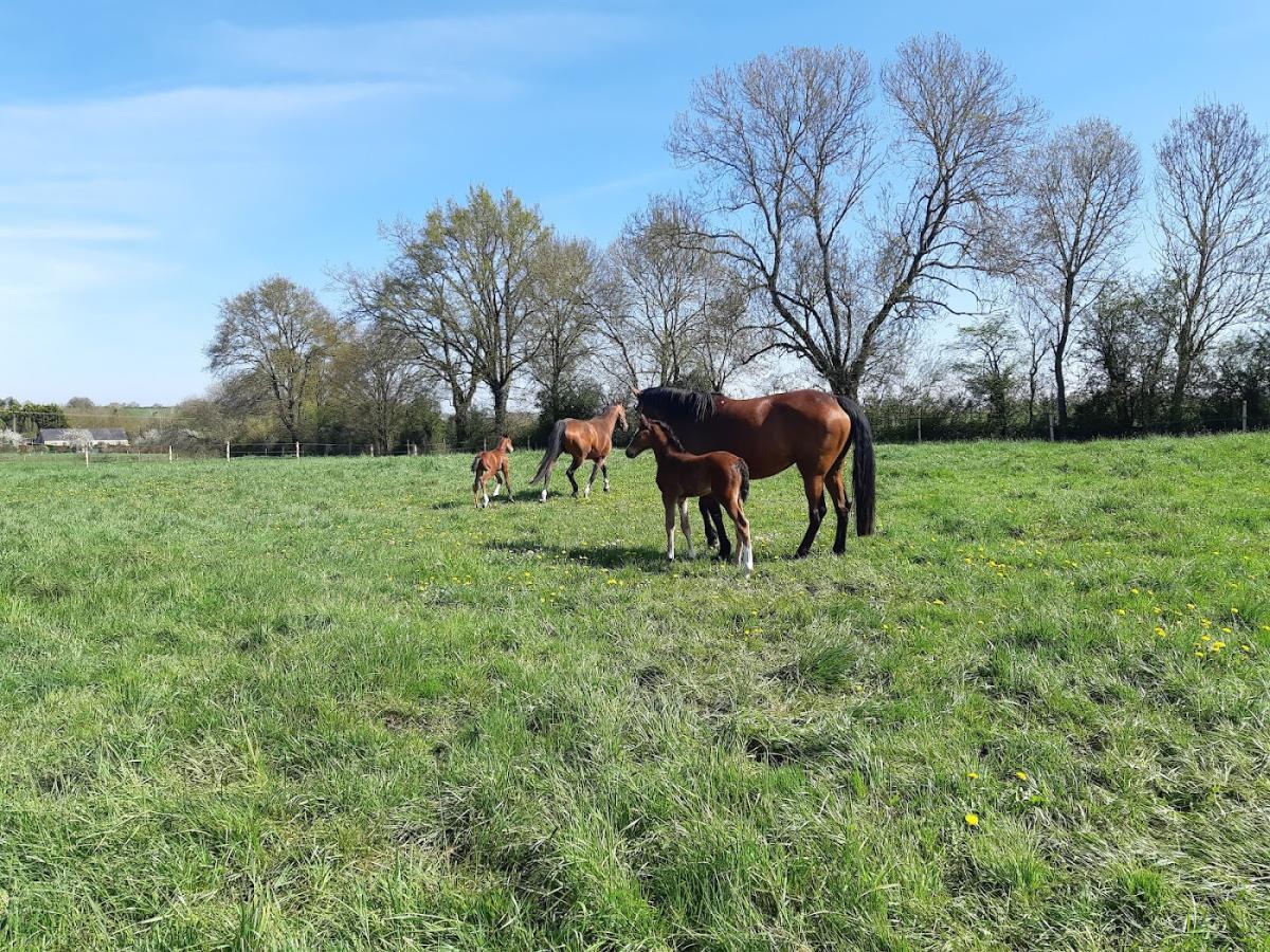 Centre de reproduction équin de l'Argos