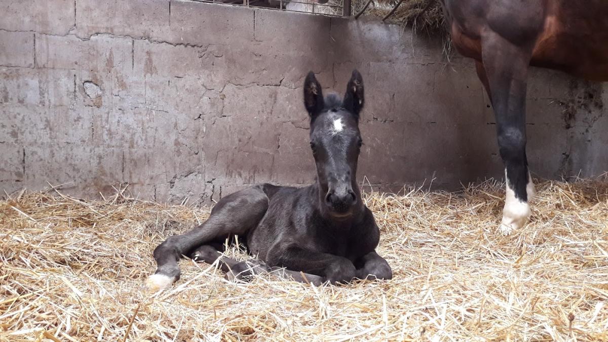 Cabinet Vétérinaire Equin du Galant
