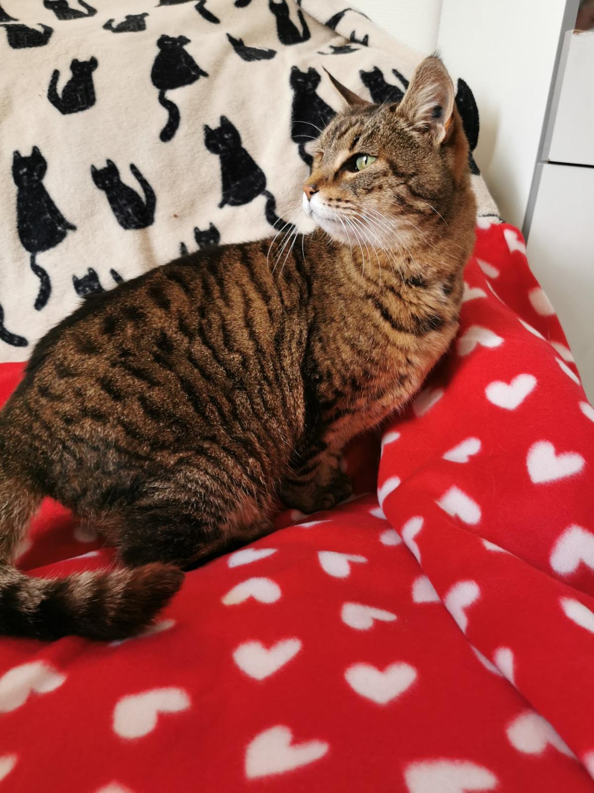 Clinique Vétérinaire Recouvrance Drs F. Enard et V. Baisson