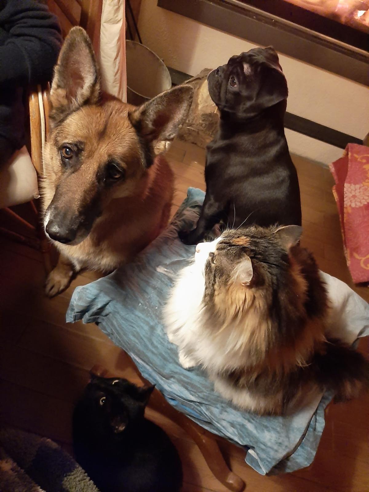 Clinique Vétérinaire Expansia