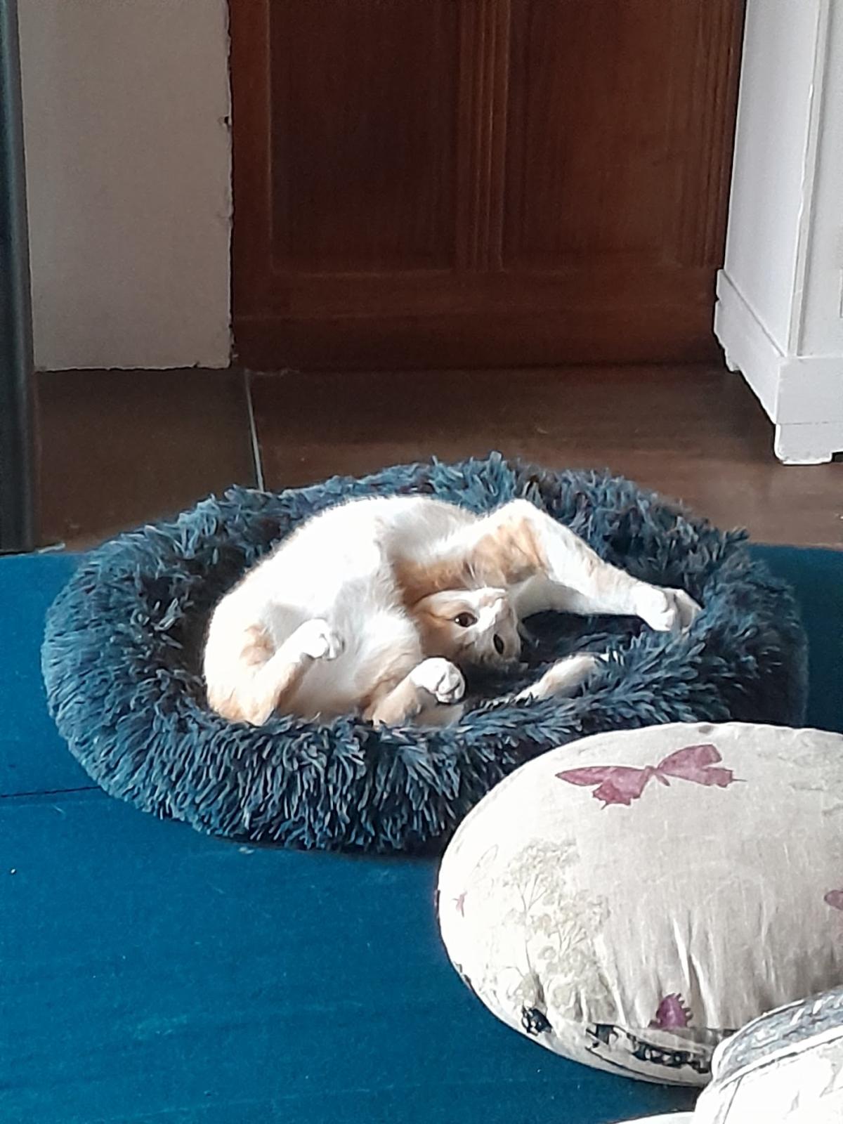 Félins pour l'hôte