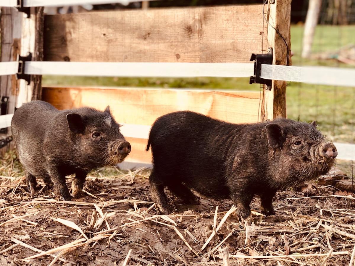 Clinique Vétérinaire de Commentry