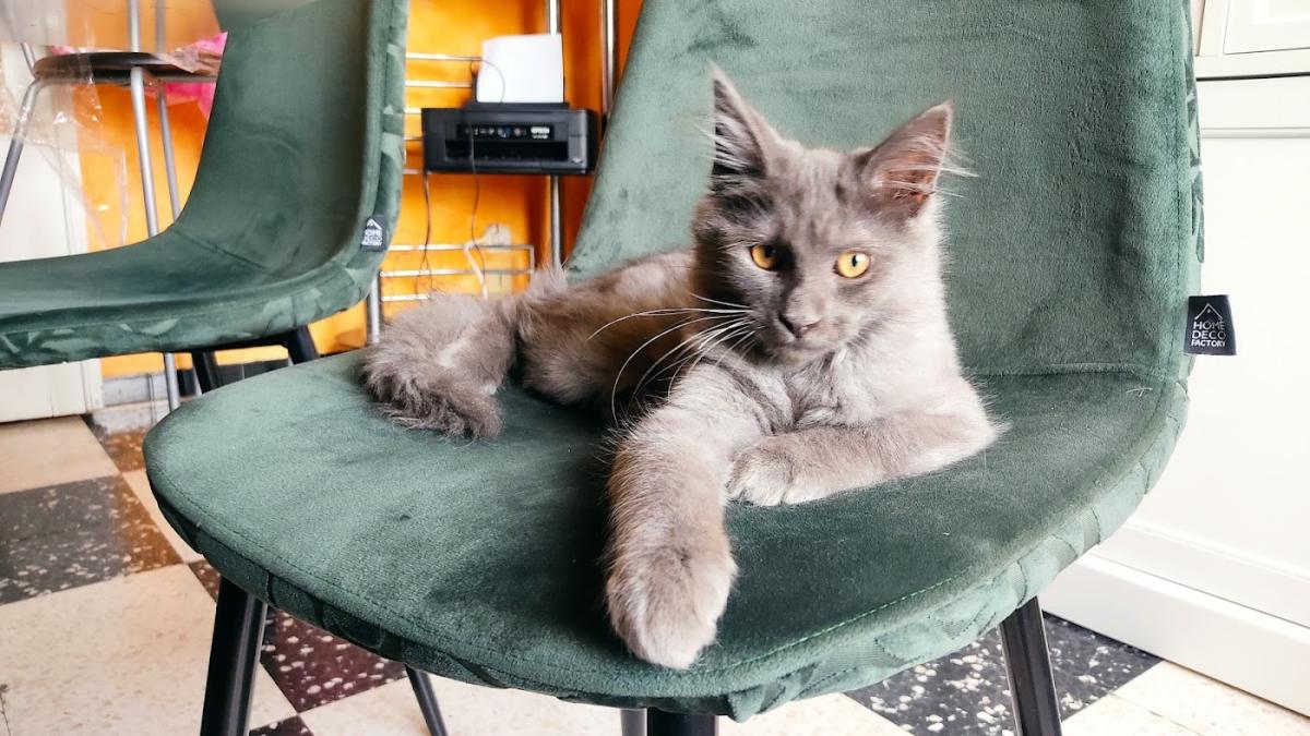 Clinique vétérinaire les Tilleuls