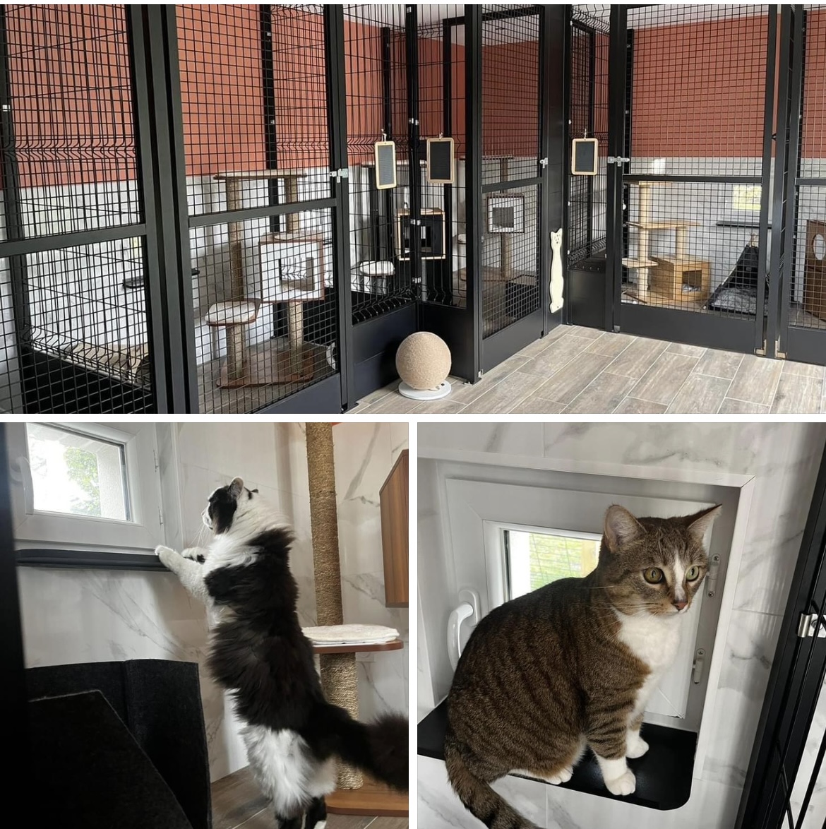 Les Pachas Daia - Pension féline