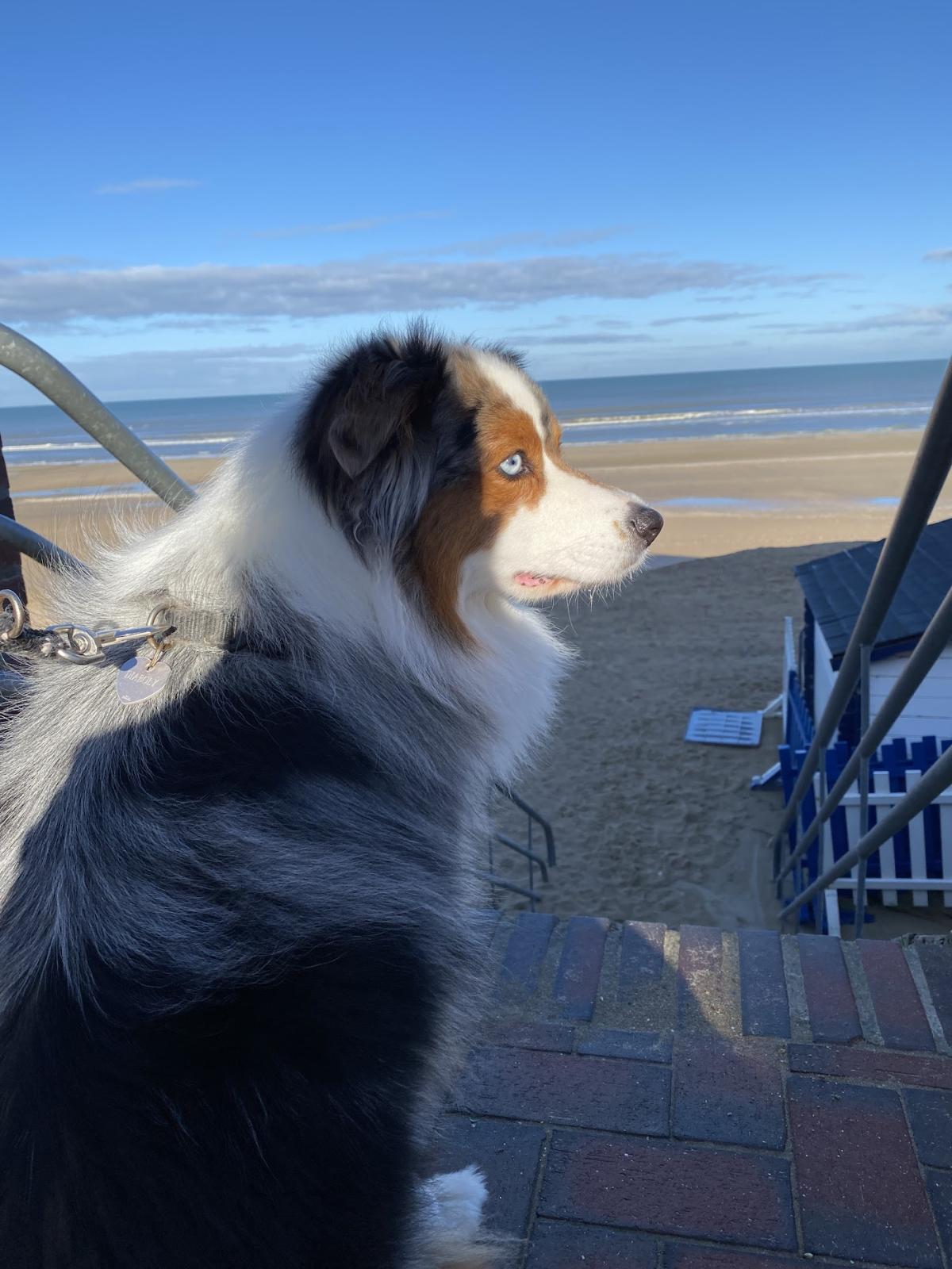 Clinique vétérinaire des Dunettes