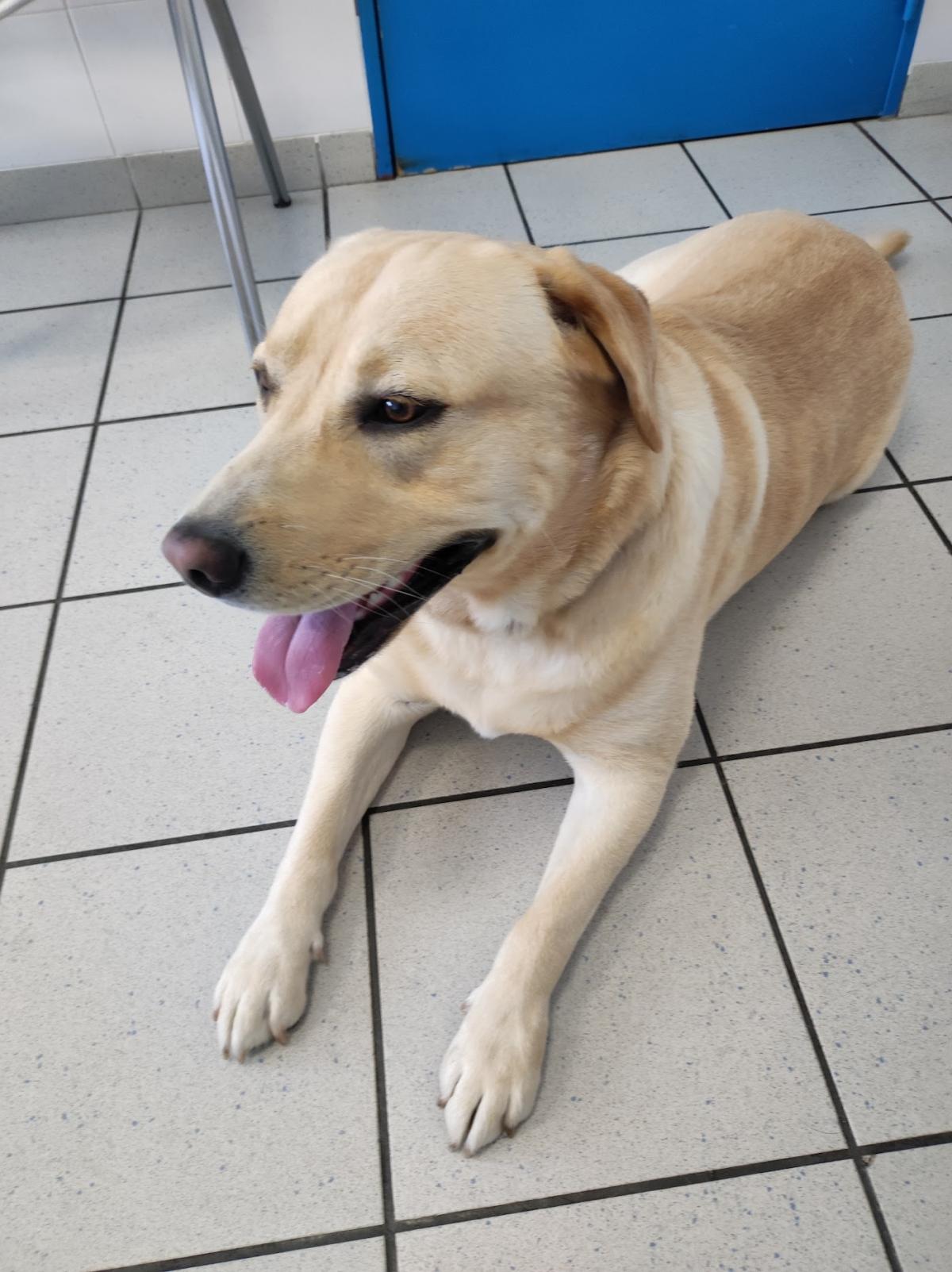 Clinique Veterinaire