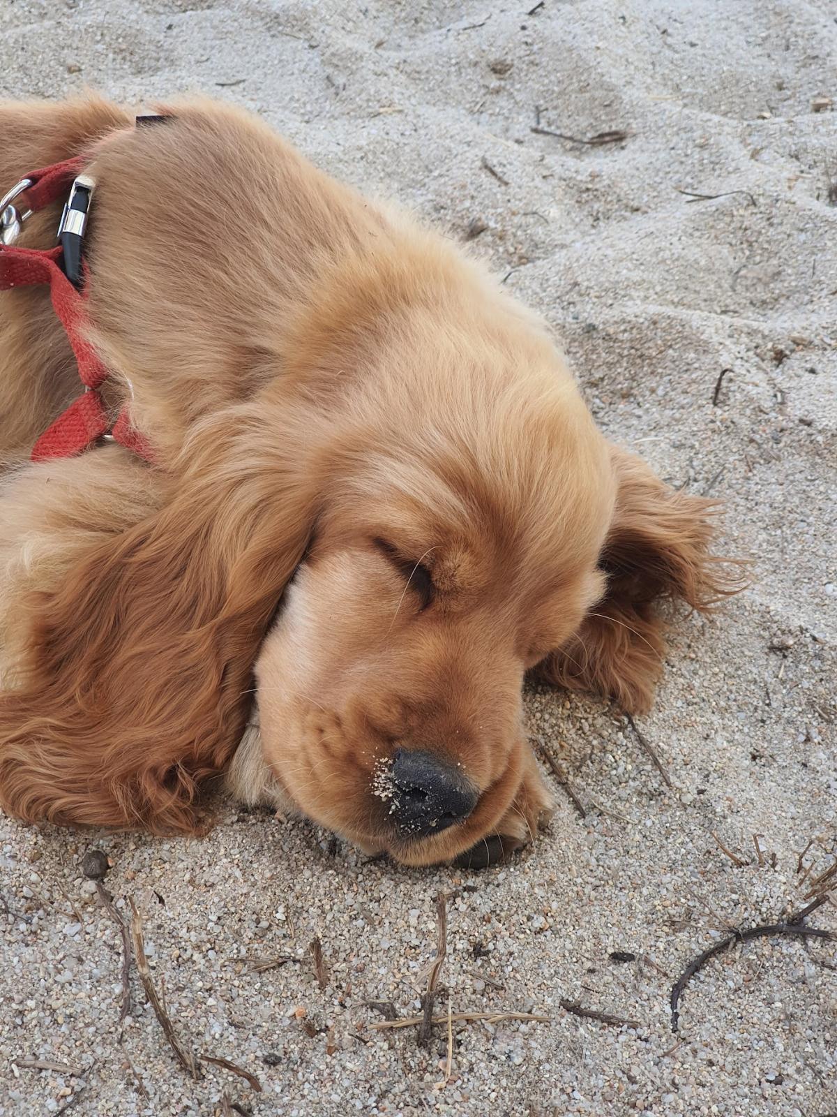 Cabinet Vétérinaire VetOvalis Propriano