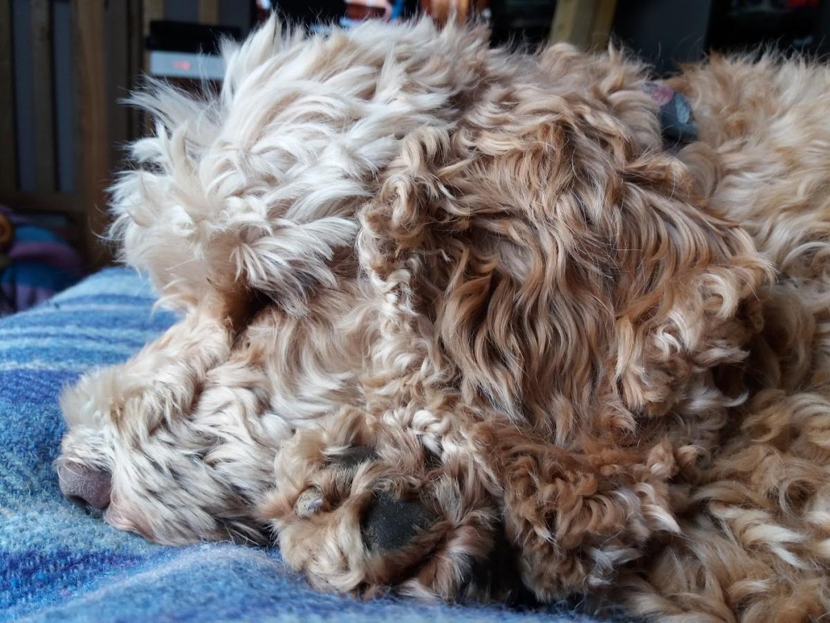 Docteur vétérinaire Xavier Pinault