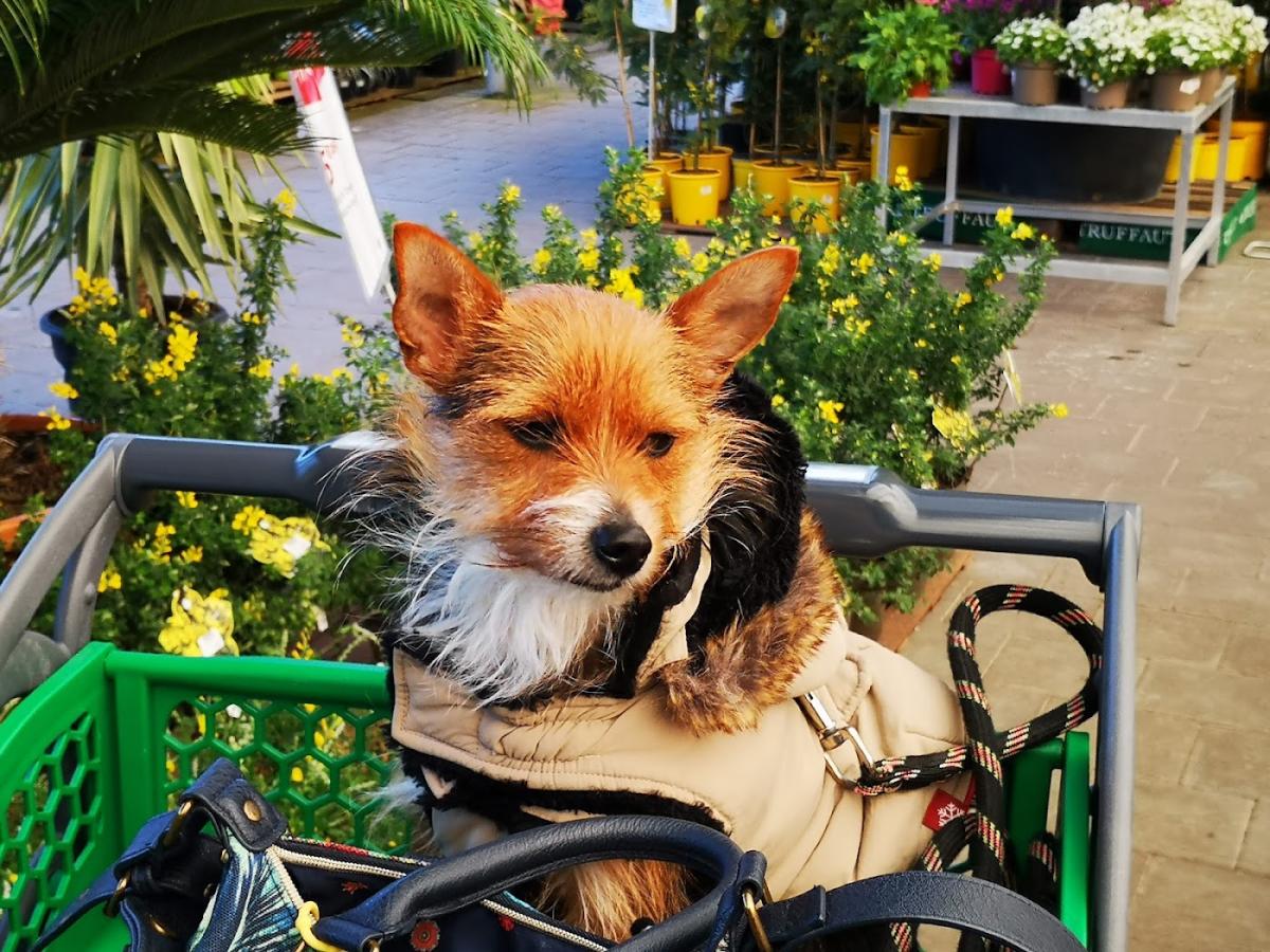 Clinique vétérinaire BONNEFIS