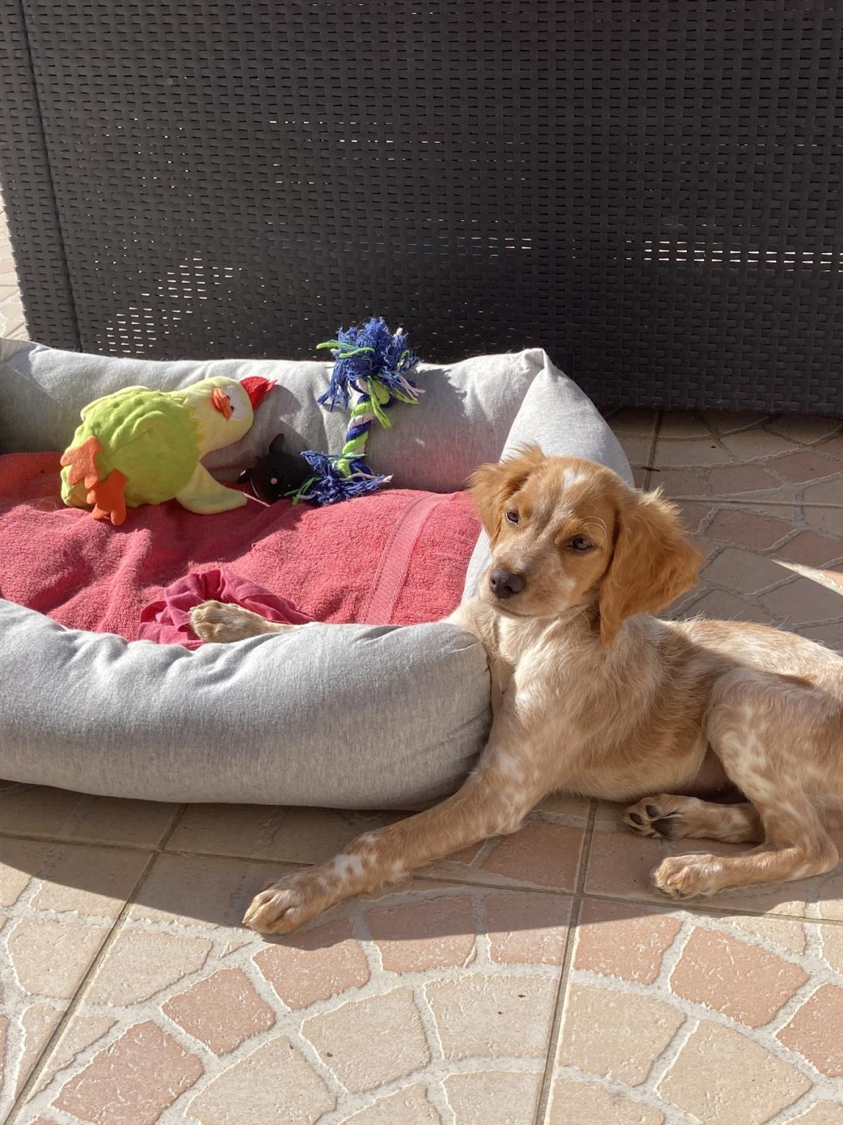 Clinique Vétérinaire MERIDIEN' VET - Médecine, chirurgie et scanner