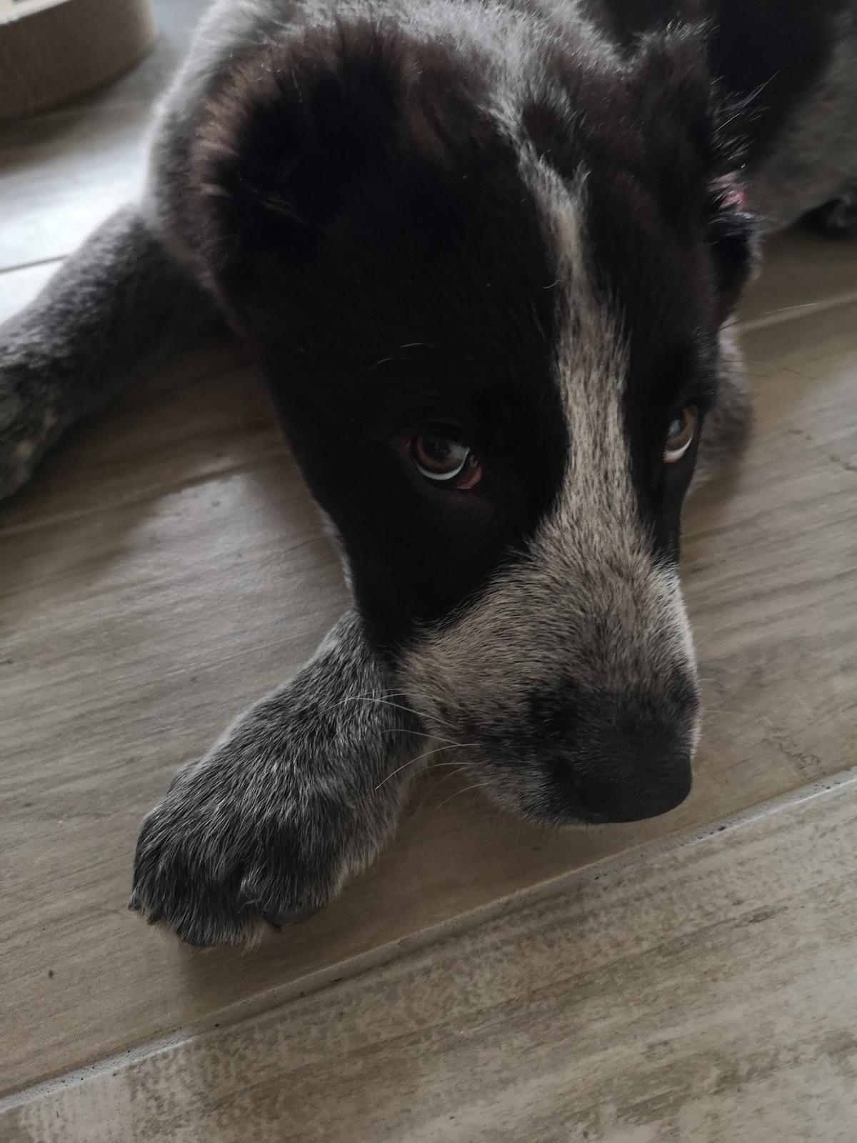 Clinique vétérinaire Drs. Muller et Klein