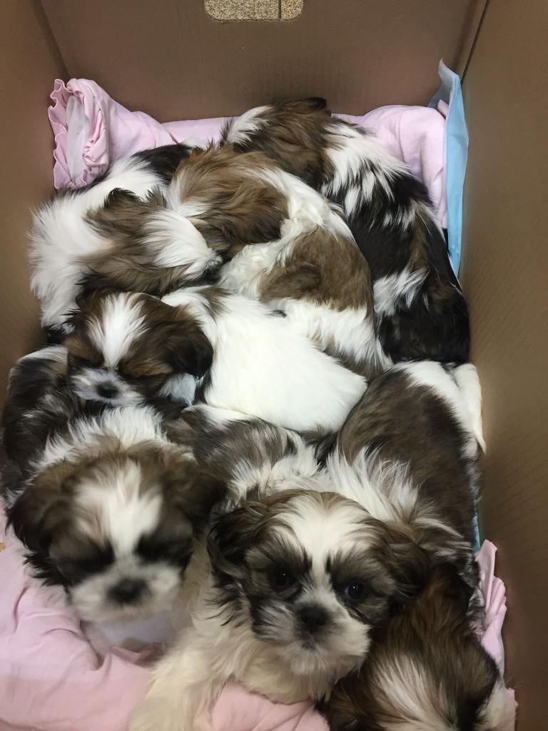 Clinique Vétérinaire