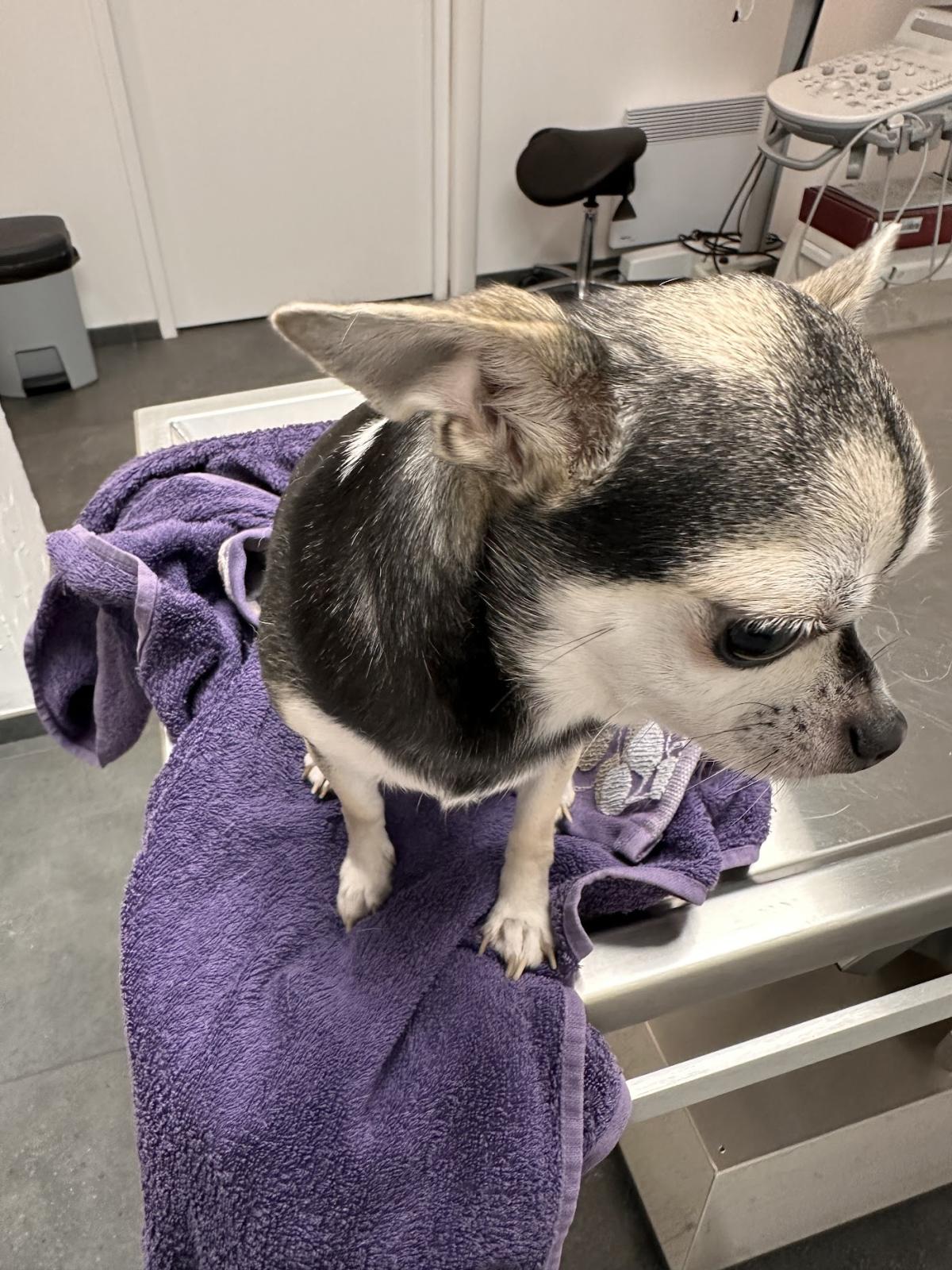 CABINET VETERINAIRE DU ROSAMEL