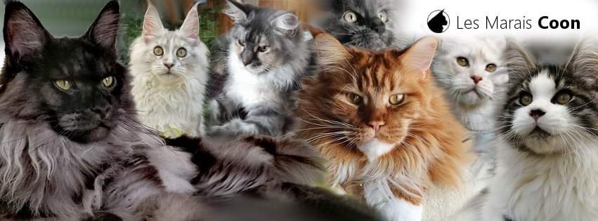La chatterie des Marais Coon
