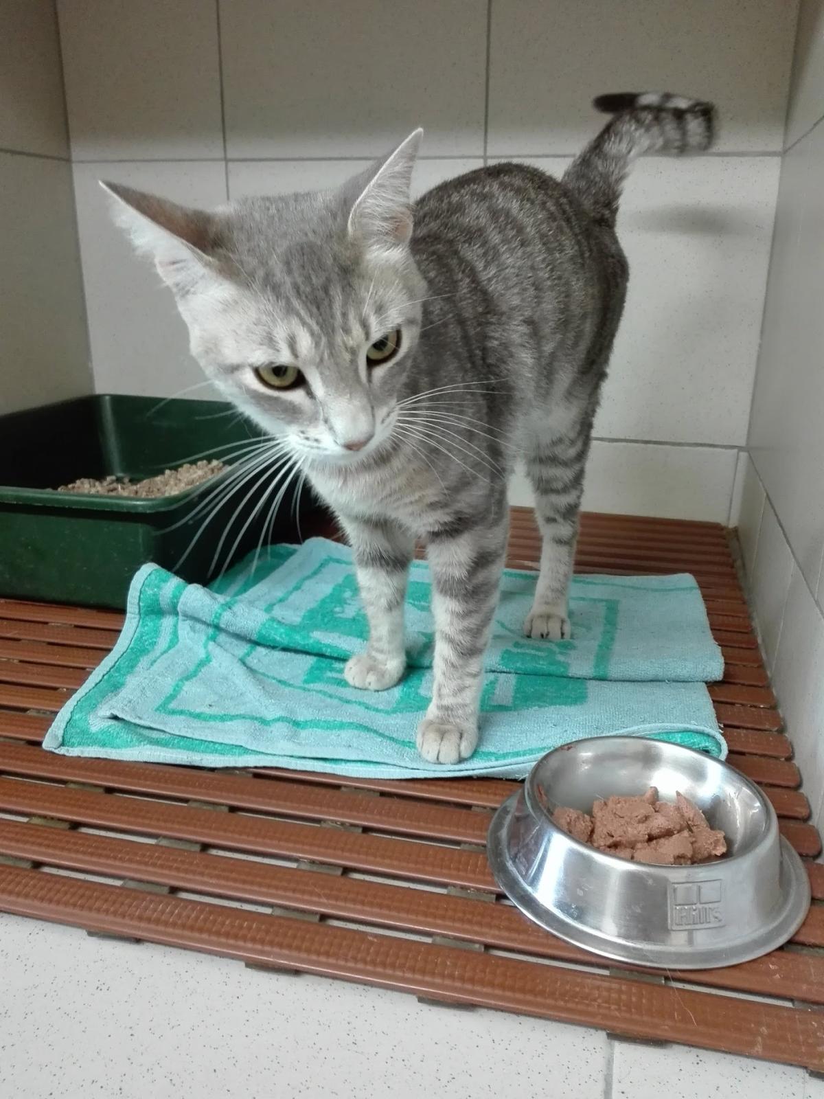 Clinique vétérinaire des chênes