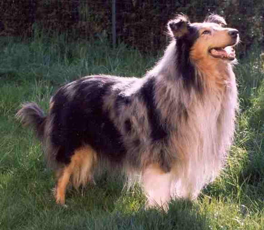 Clinique Vétérinaire Les Alfanels