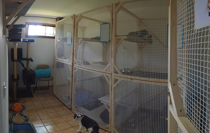 Pension chats Bourges - L'Arche de Lili