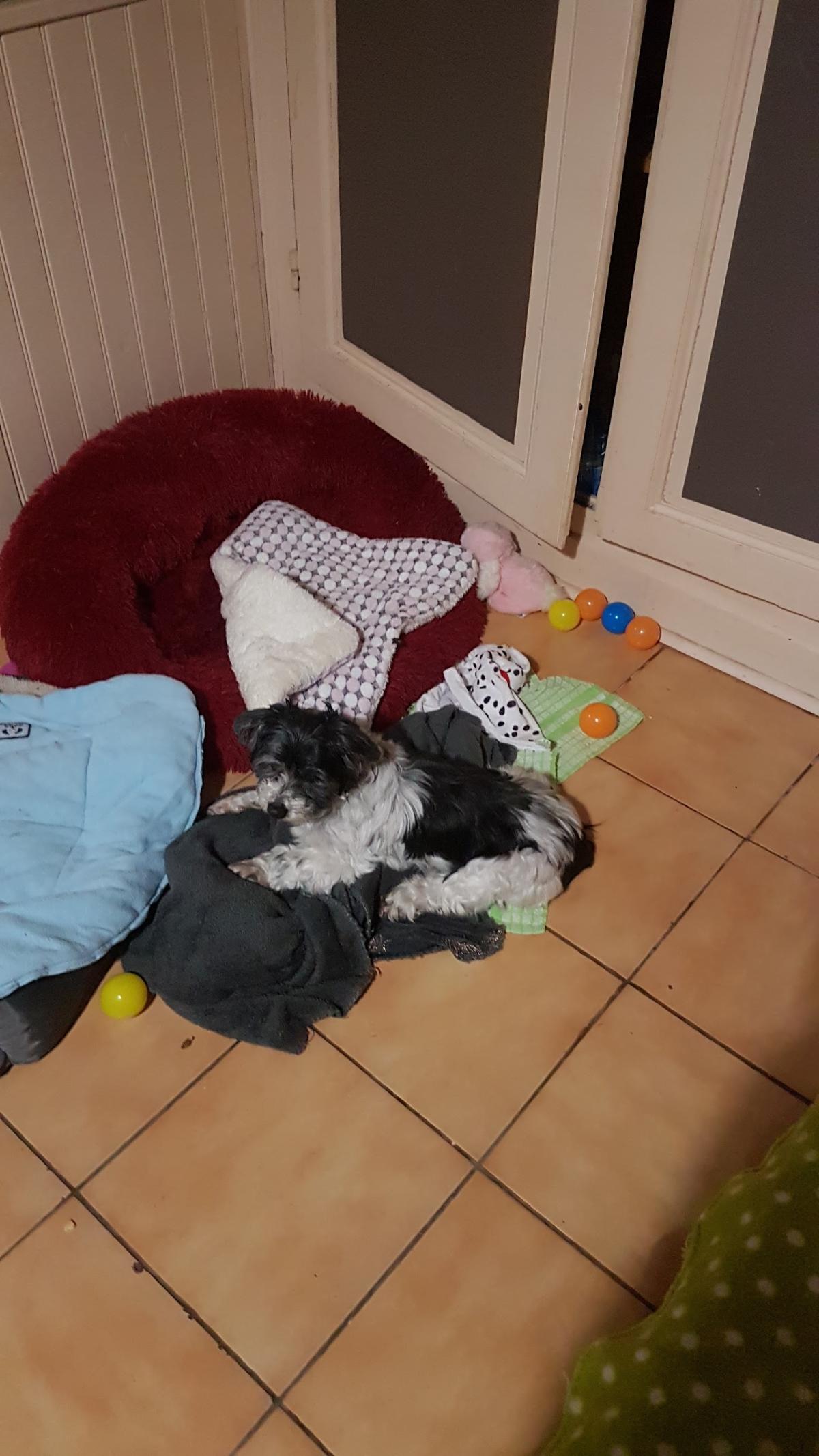 Clinique vétérinaire du docteur Bouteilles