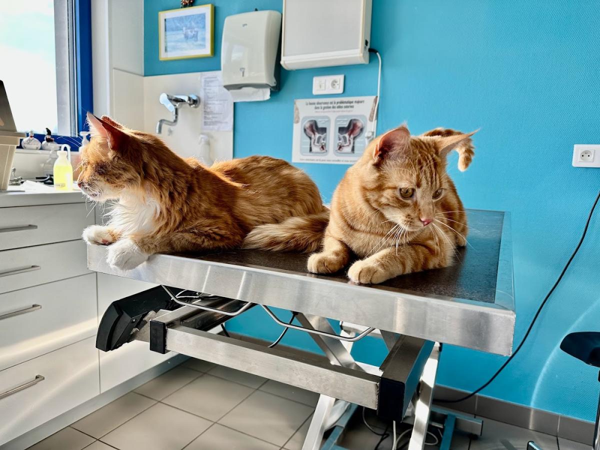 Clinique Vétérinaire du Val