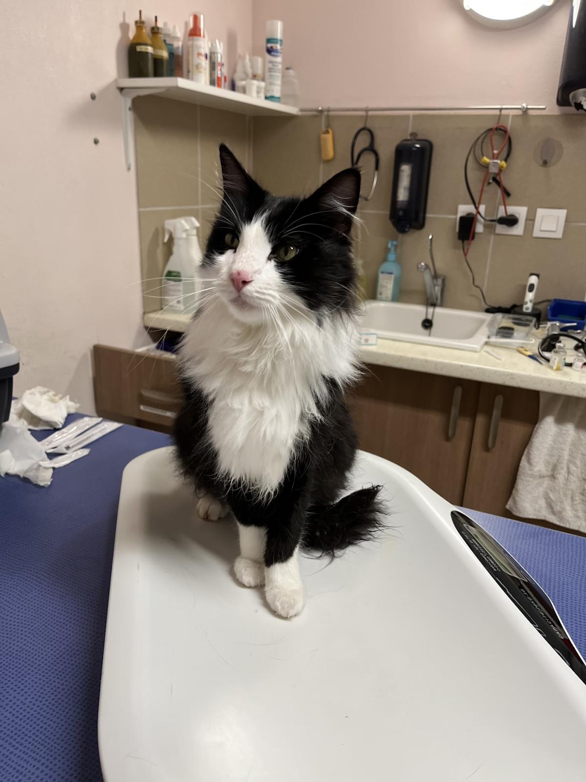 Clinique Vétérinaire des 3 Vallées