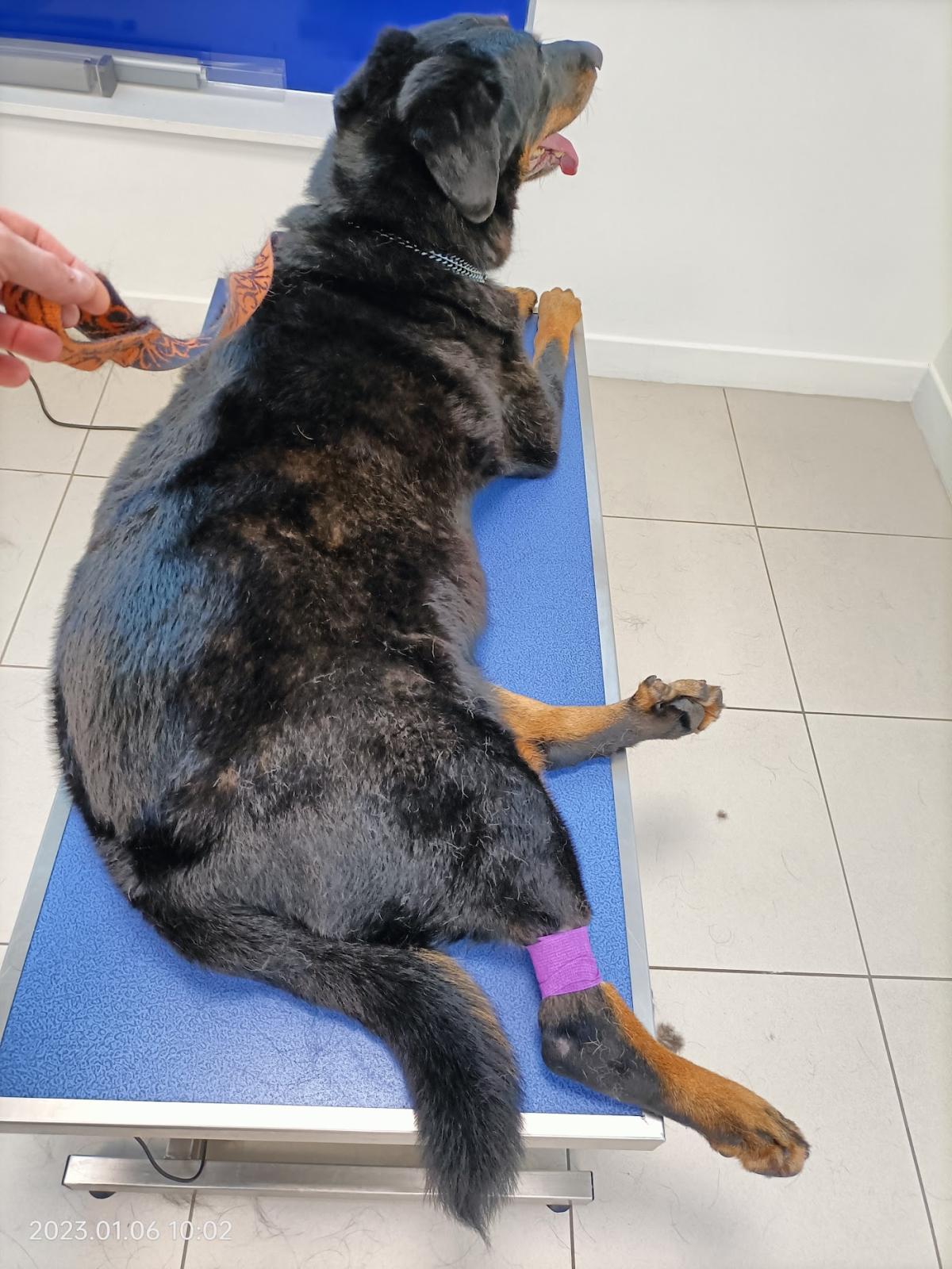 Clinique Vétérinaire BRIEVET Dr Carozzo