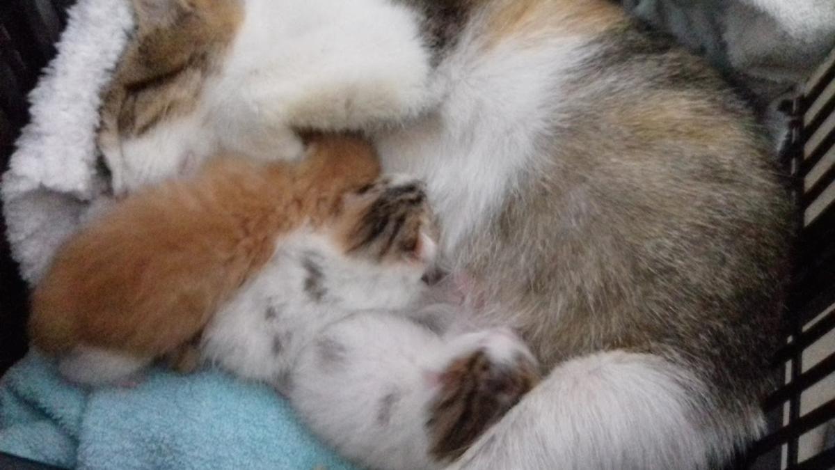 Clinique vétérinaire du Gat Pitoch