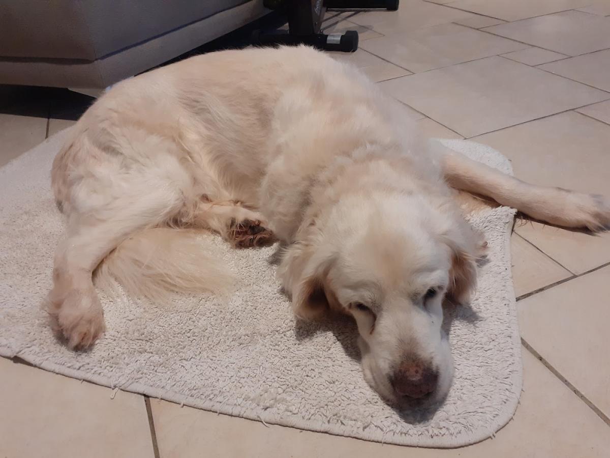 Ile de Ré - Vétérinaires