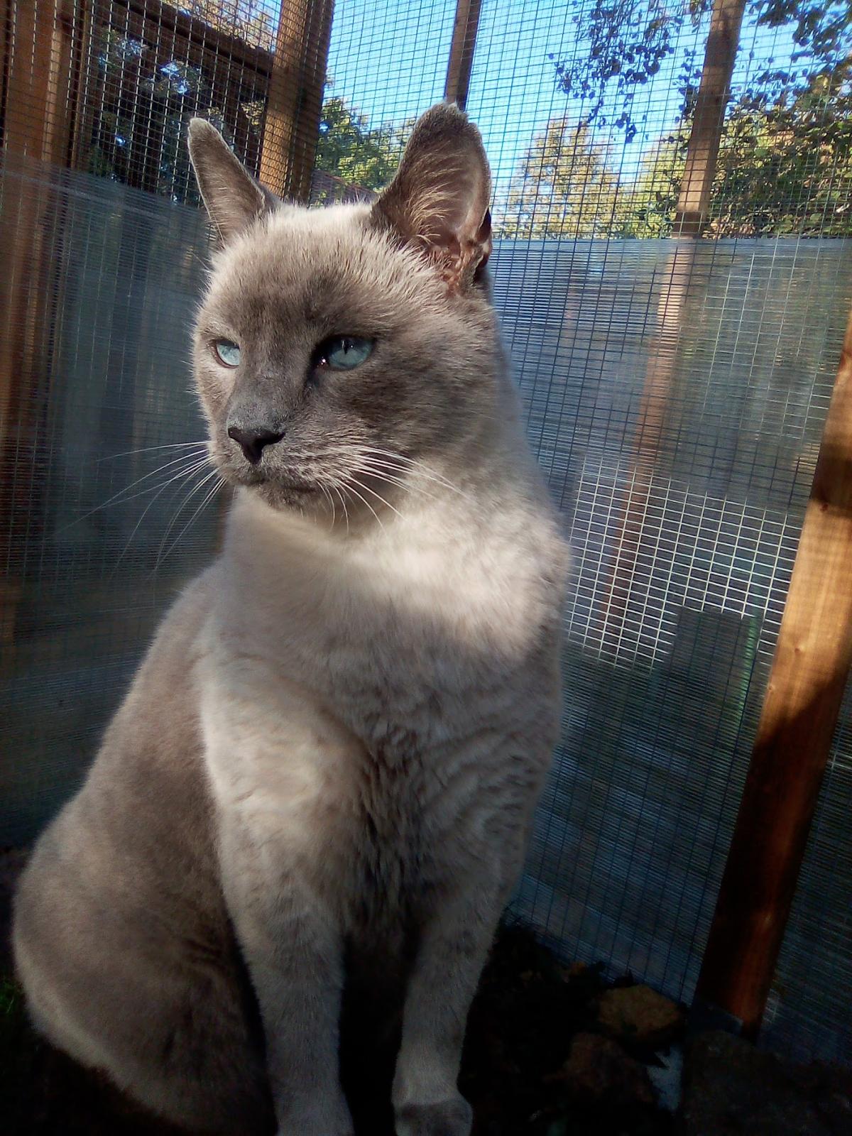 Chat des Bois - Pension Féline