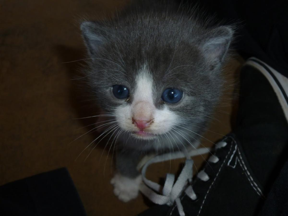 Vétérinaire Covarel (SCP)