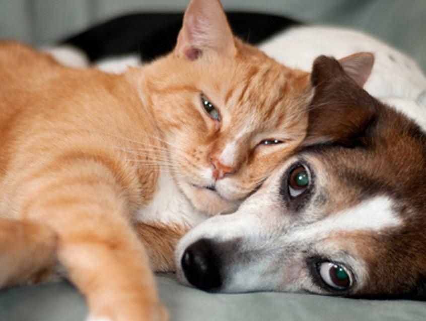 Thomas Ludivine Vétérinaire