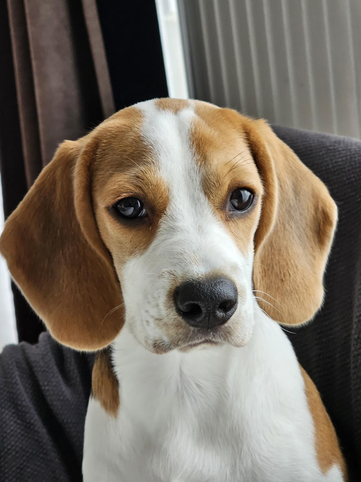 CABINET VÉTÉRINAIRE CÉLESTE des Drs Audoin et Etienne