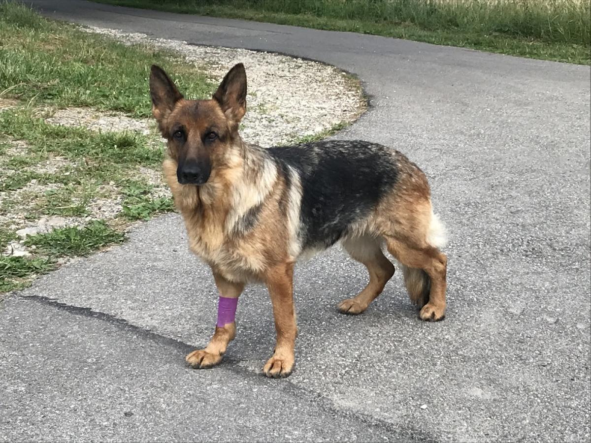 Clinique Vétérinaire Pierre du Terrail à Pontcharra