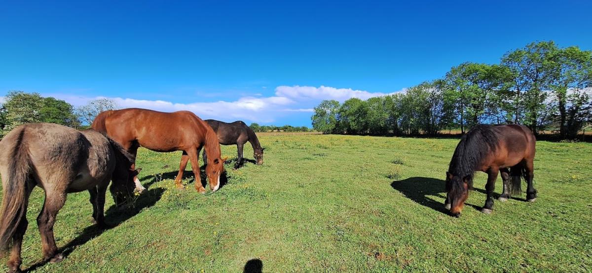 Paul CAMDEBORDE vétérinaire équin