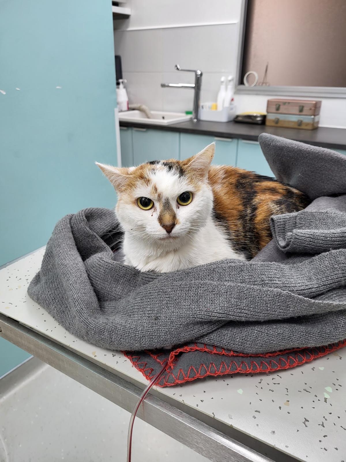 Clinique vétérinaire Lesson LesVets