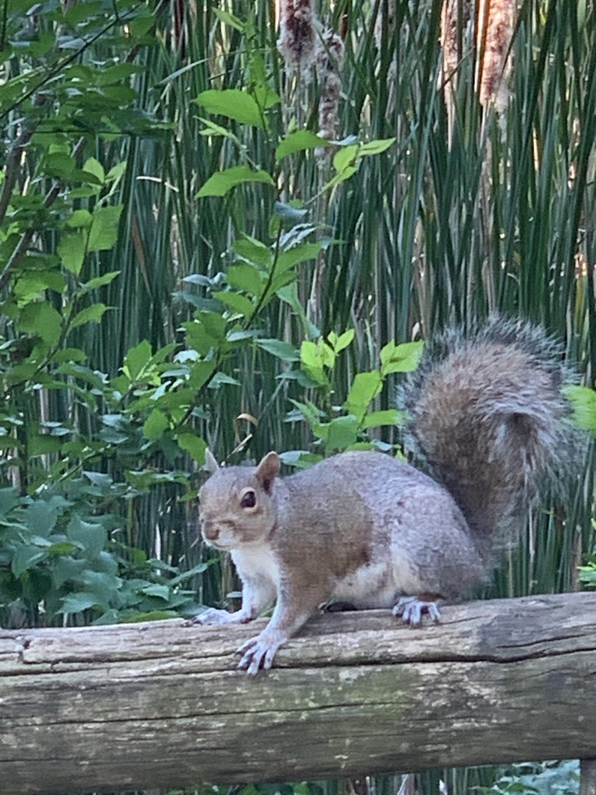 GIORNI Elisabetta - CLINIQUE VETERINAIRE MONTLUCON