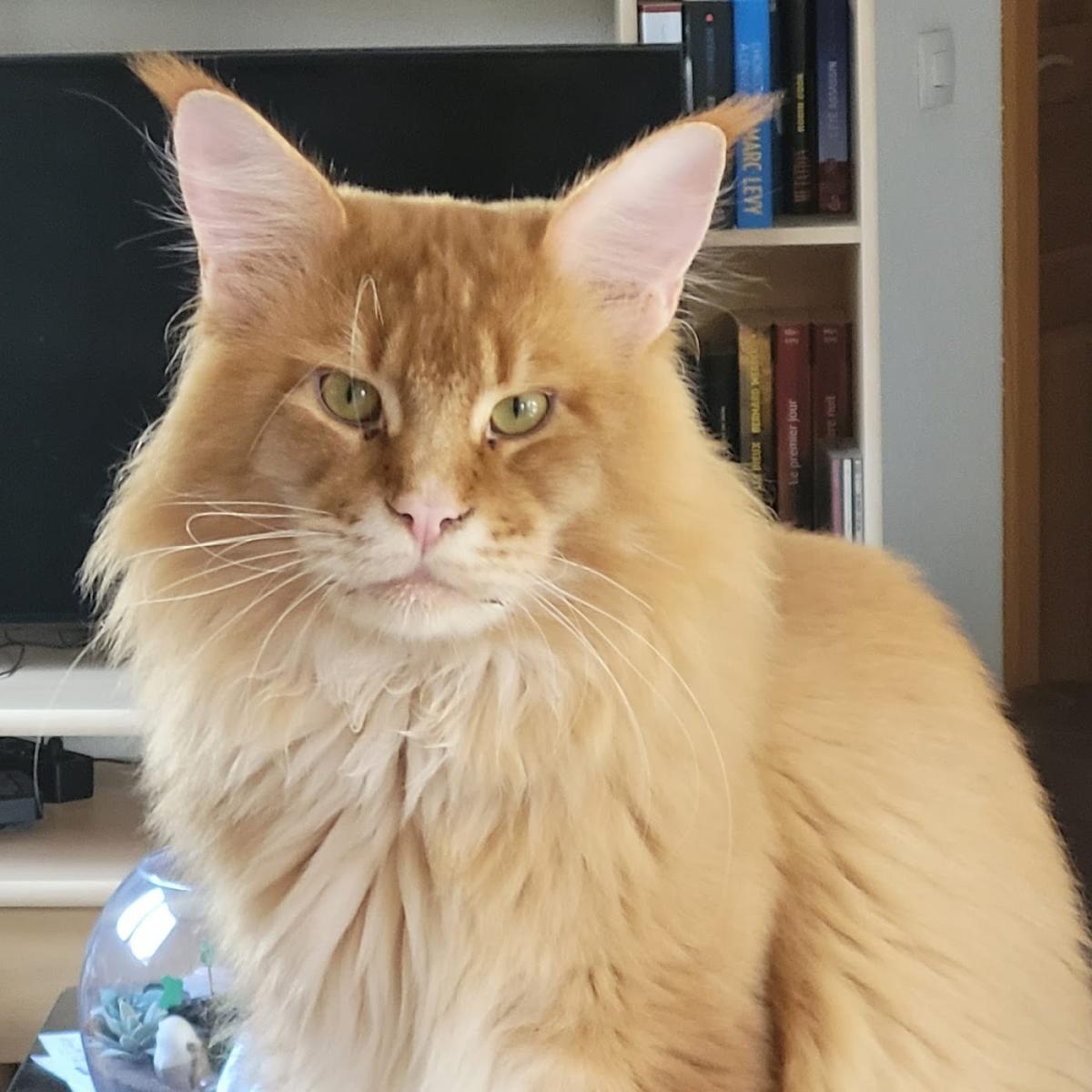 Chatterie Vom Morgenstern