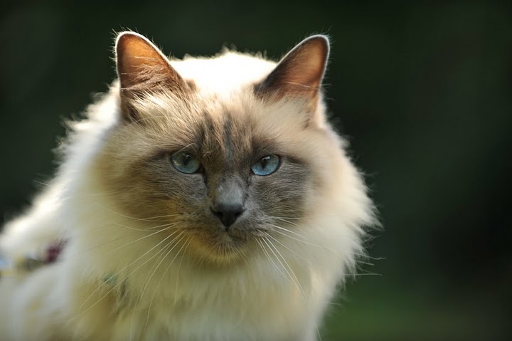 Clinique vétérinaire Univet de Cressely