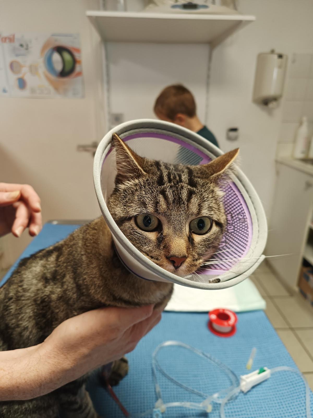 Clinique Vétérinaire Drs Beaud et Galliou