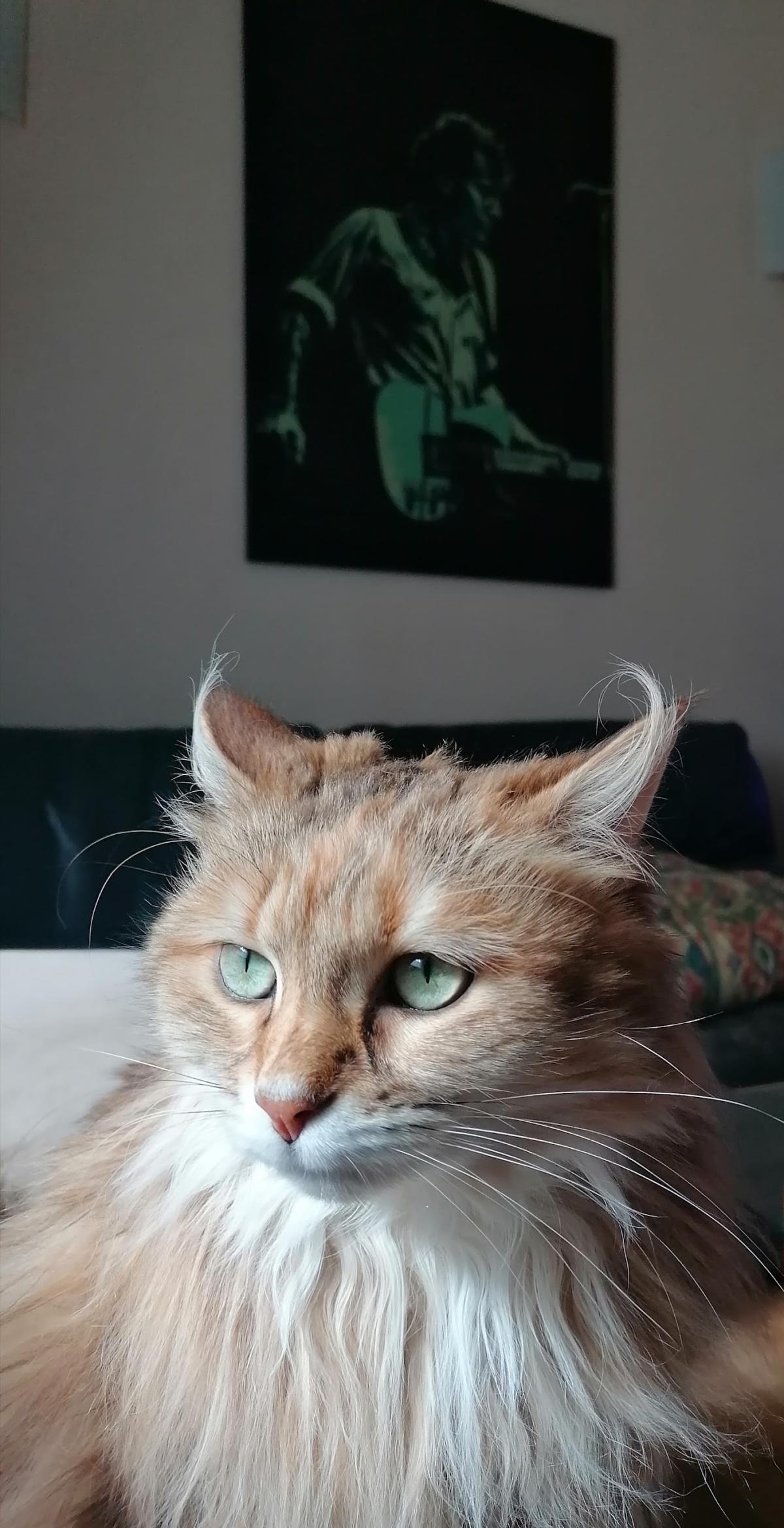 Clinique Vétérinaire du Docteur Rioualen