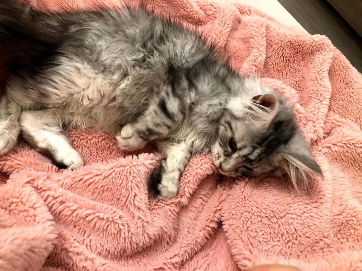 Clinique Vétérinaire Saint Fiacre