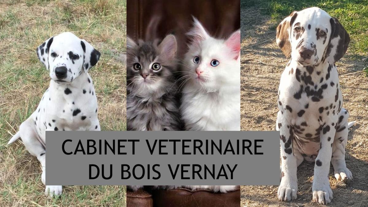 Cabinet vétérinaire et centre de physiothérapie et d'hydrothérapie du Bois Vernay Dr Grange Anne