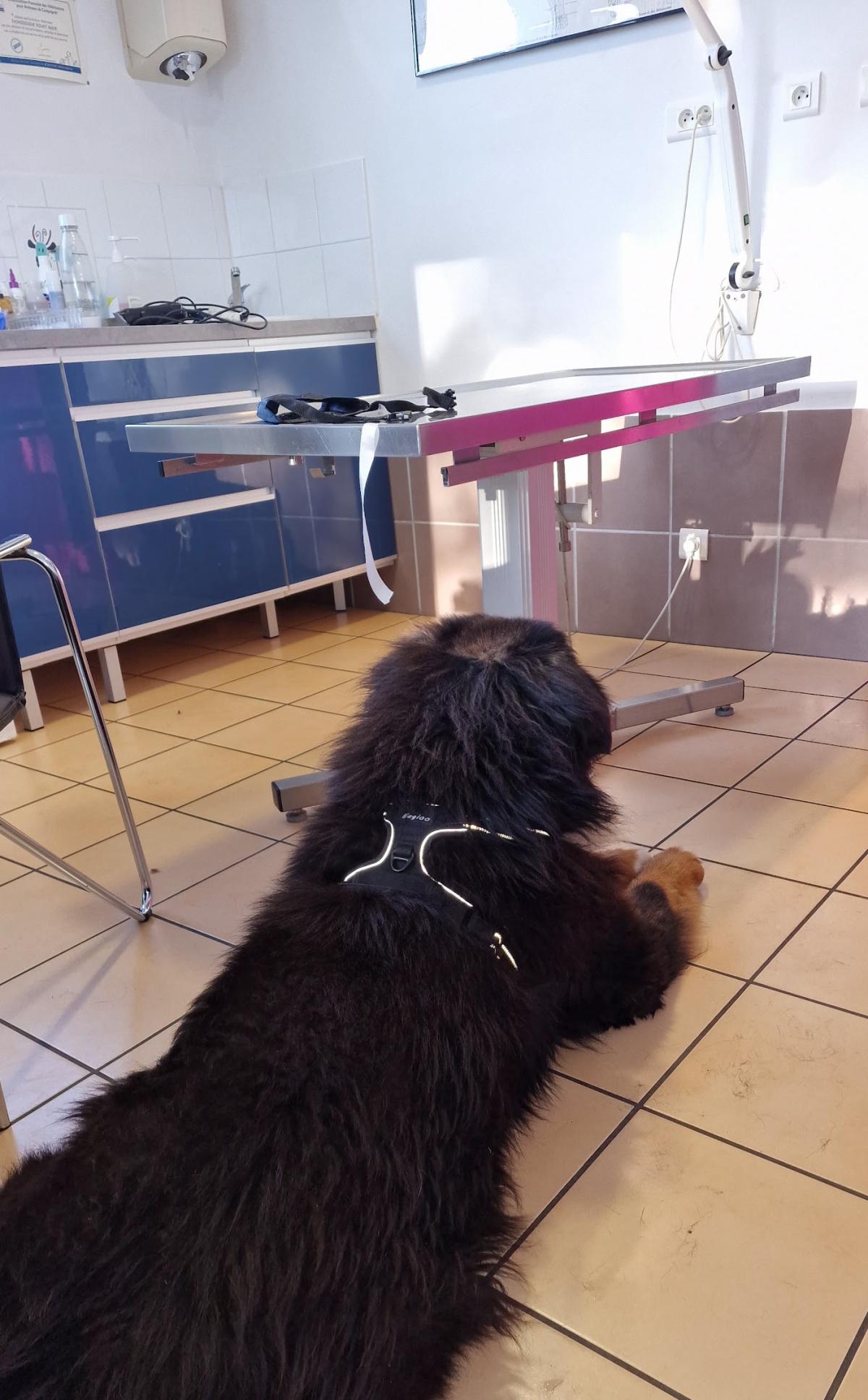 Clinique Vétérinaire Dam