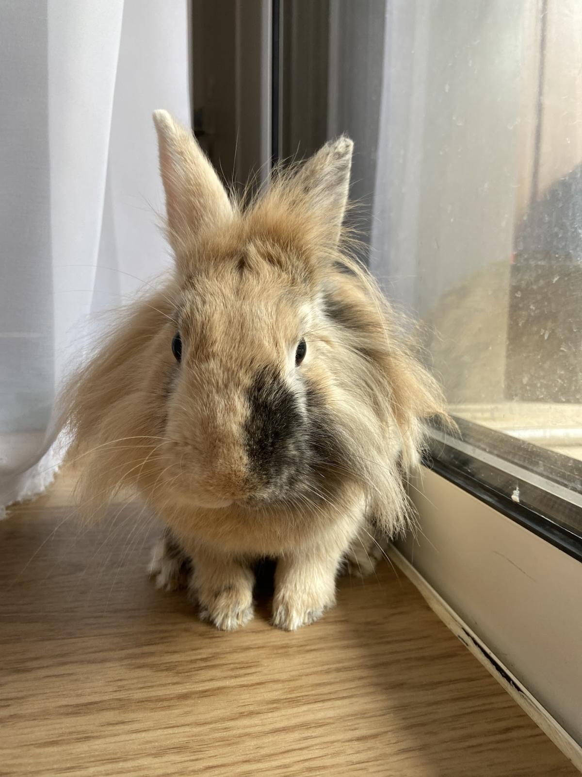 Refnac vétérinaire NAC et exotiques