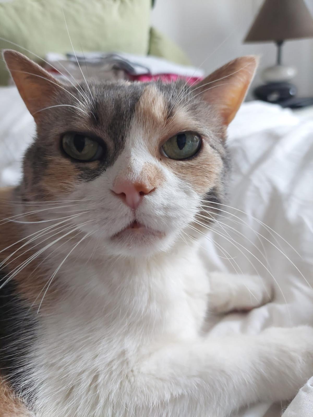 CLINIQUE VETERINAIRE DU MORIN - Dr CABAJ