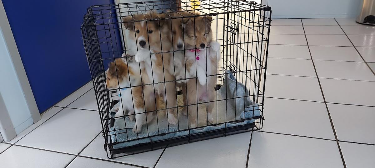 SCP DES VETERINAIRES - HERMANS - LION