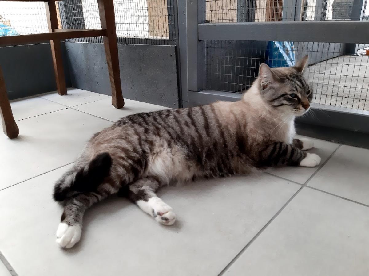 Maison Mabel Pension pour Chats