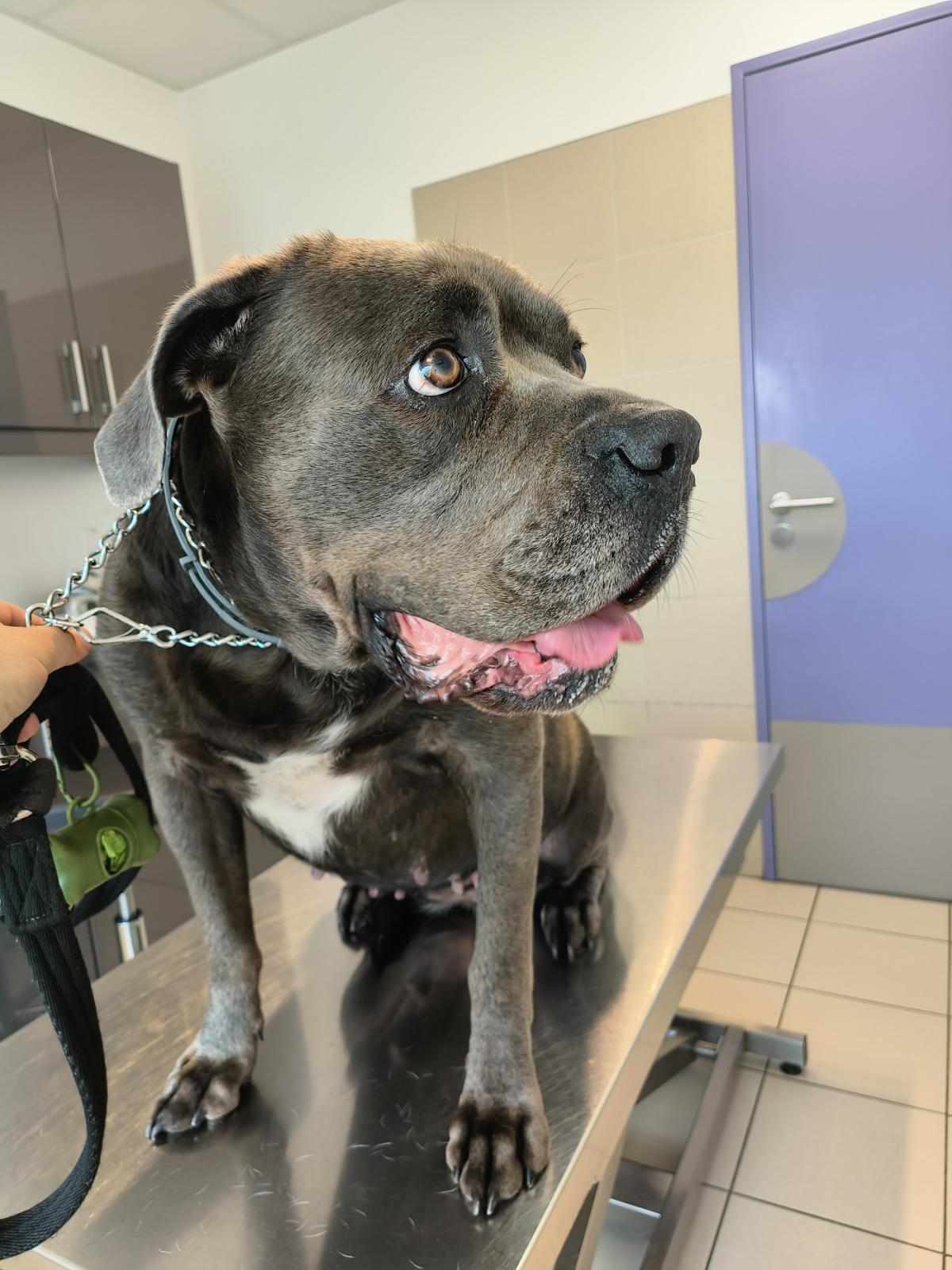 Clinique Vétérinaire de Pogny