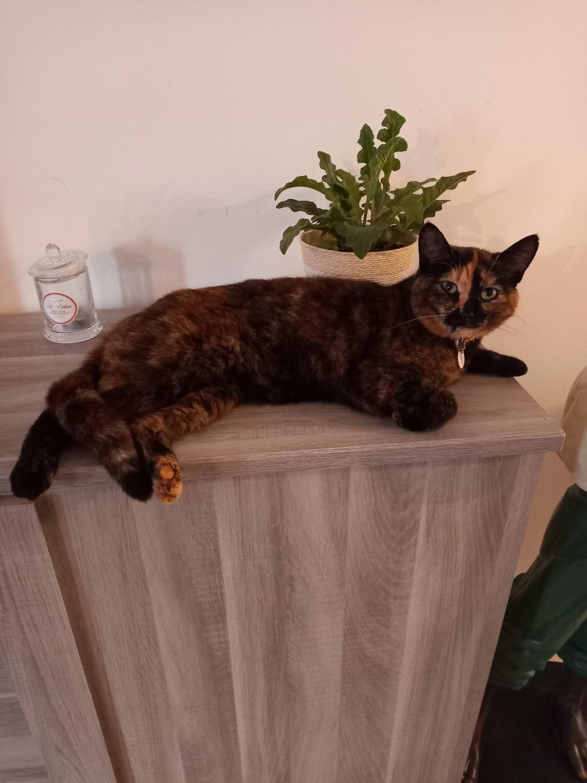 Cabinet vétérinaire Univet Saint-Rémy-de-Sillé