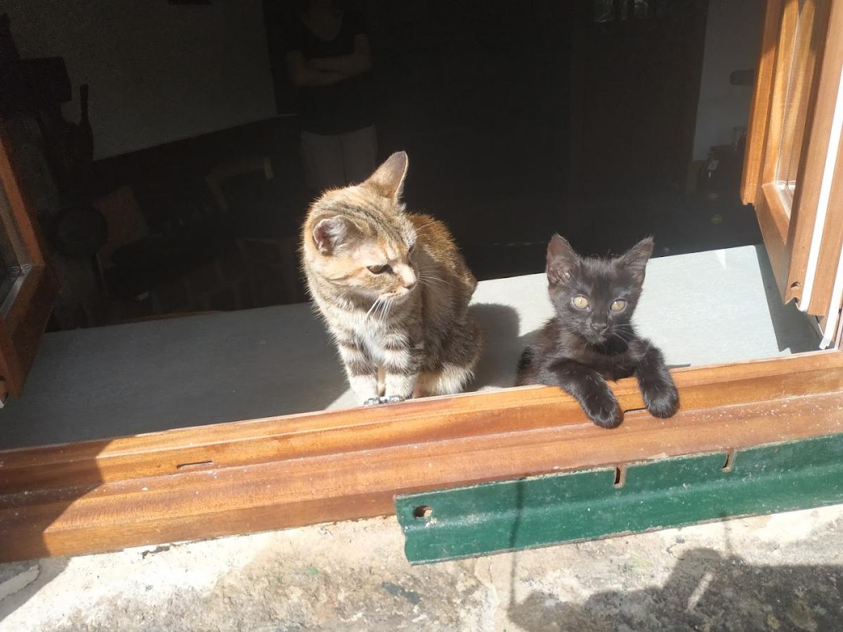 Clinique vétérinaire des Portes Occitanes