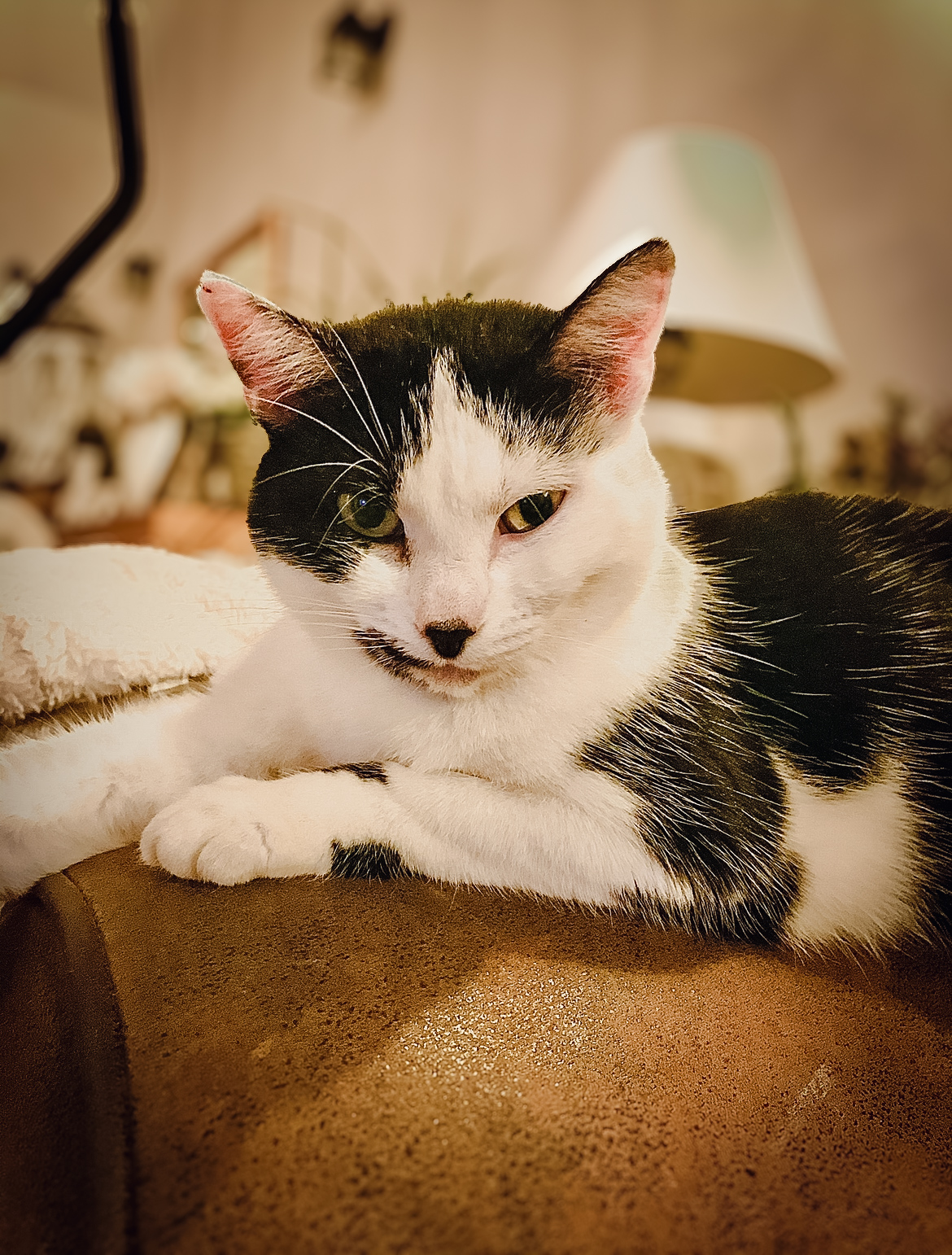 CVGA Clinique vétérinaire du Gour de l'Arche Drs Mazière - Siméon - Bongrain - Hendriks